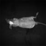 synapse-i-mouse-site.png synapse-i-mouse-site.png